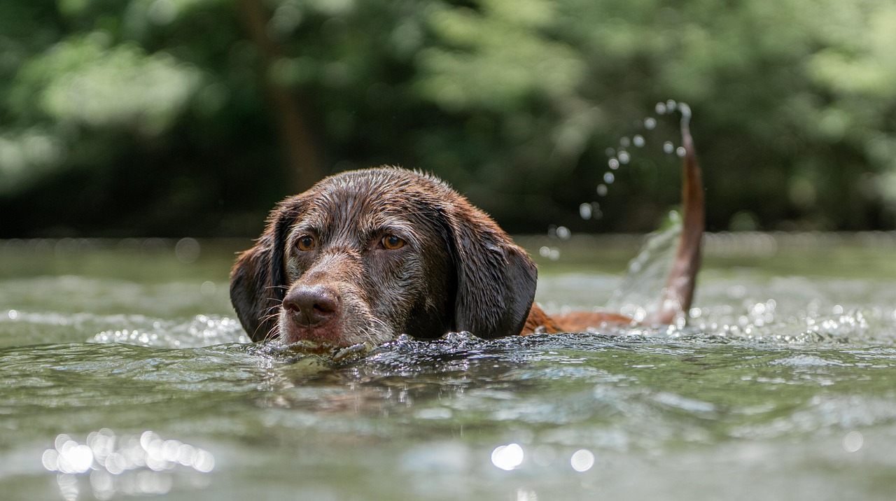 lab swimming