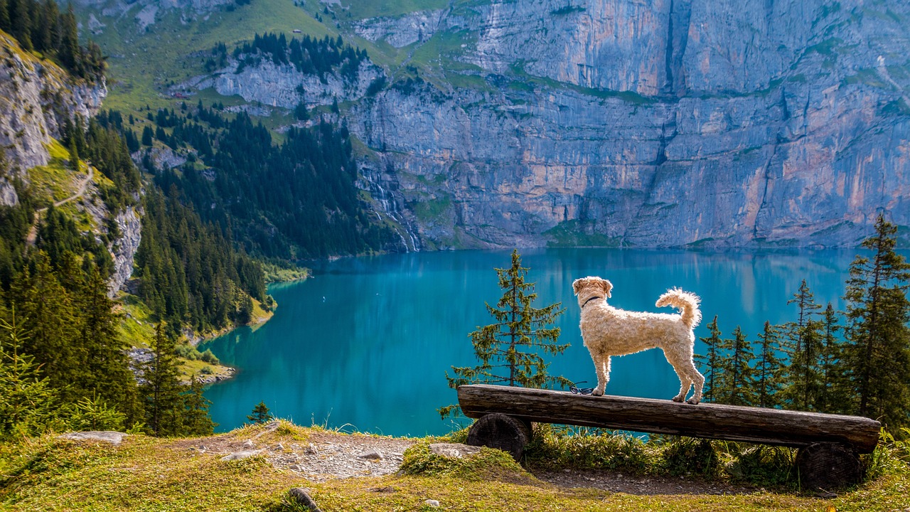 dog in mountains